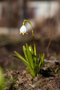 Close-up of a snowdrop flower blooming in a Latvian garden during early spring.